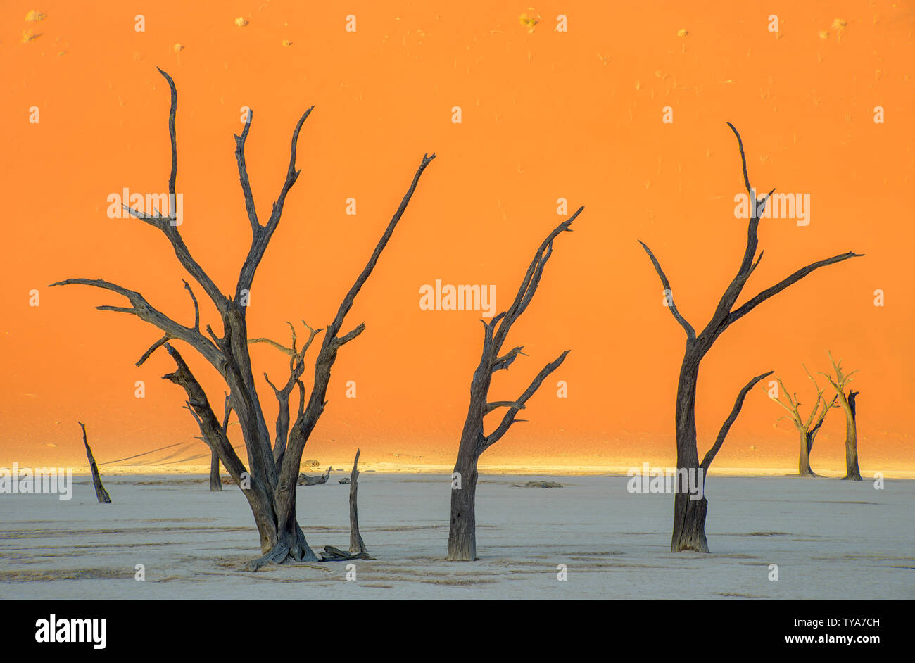La quasi surreale e onirica vista di questi alberi preistorici. Visivamente arancione mozzafiato e le sfumature di blu della struttura scheletrica foresta. Dead Vlei Foto Stock