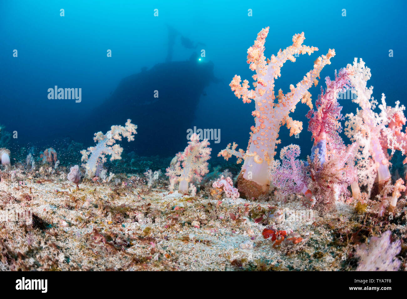Alcionario coral si erge eretta sul fondo a 100 piedi mentre sommozzatori (MR) in background esplorare il relitto del Alma Jane off Sabang Beach, Pu Foto Stock