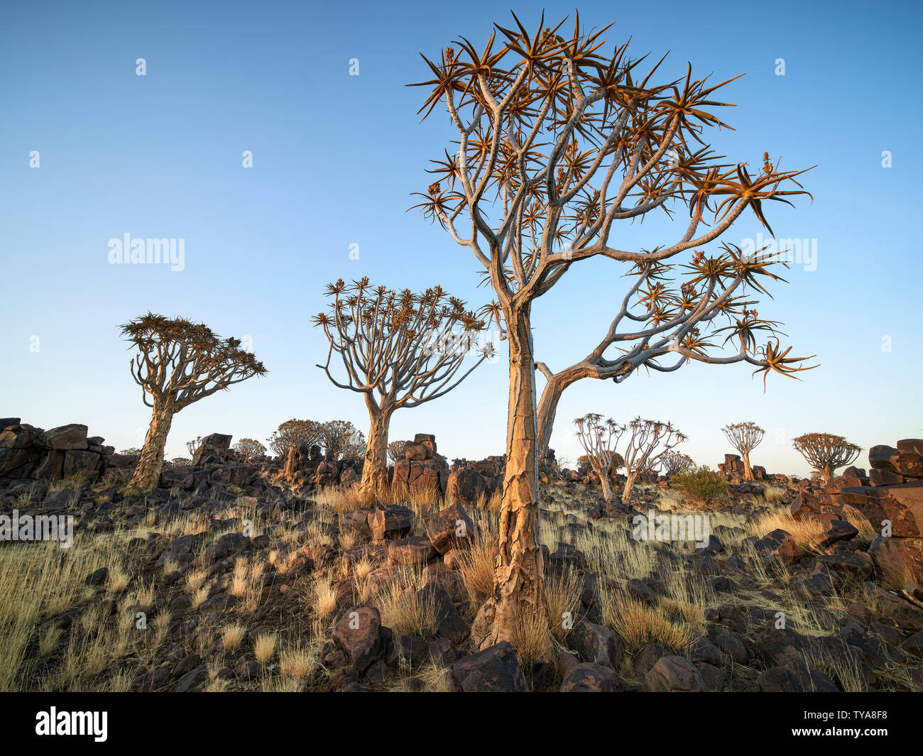 Il Mesosaurus Sito fossile e per quiver Tree Forest in piena di colore con una chiara e cielo senza nuvole. Mesosaurus Sito fossile, Keetmanshoop, Namibia Foto Stock