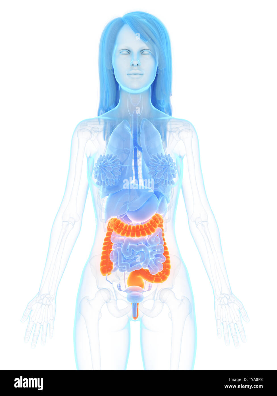 3D Rendering accurato dal punto di vista medico illustrazione del colon Foto Stock 3D Rendering accurato dal punto di vista medico illustrazione del colon Foto Stock