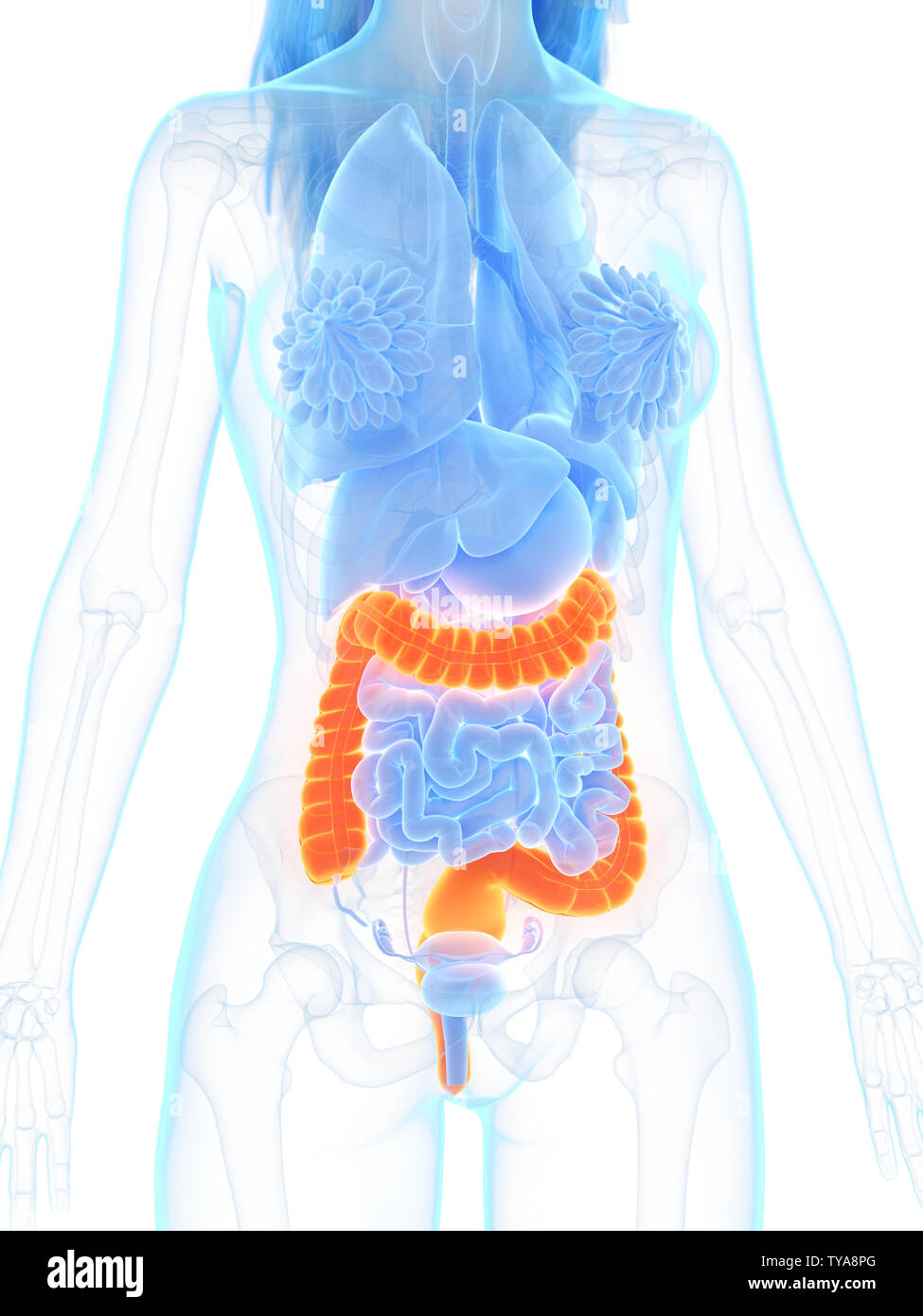 3D Rendering accurato dal punto di vista medico illustrazione del colon Foto Stock