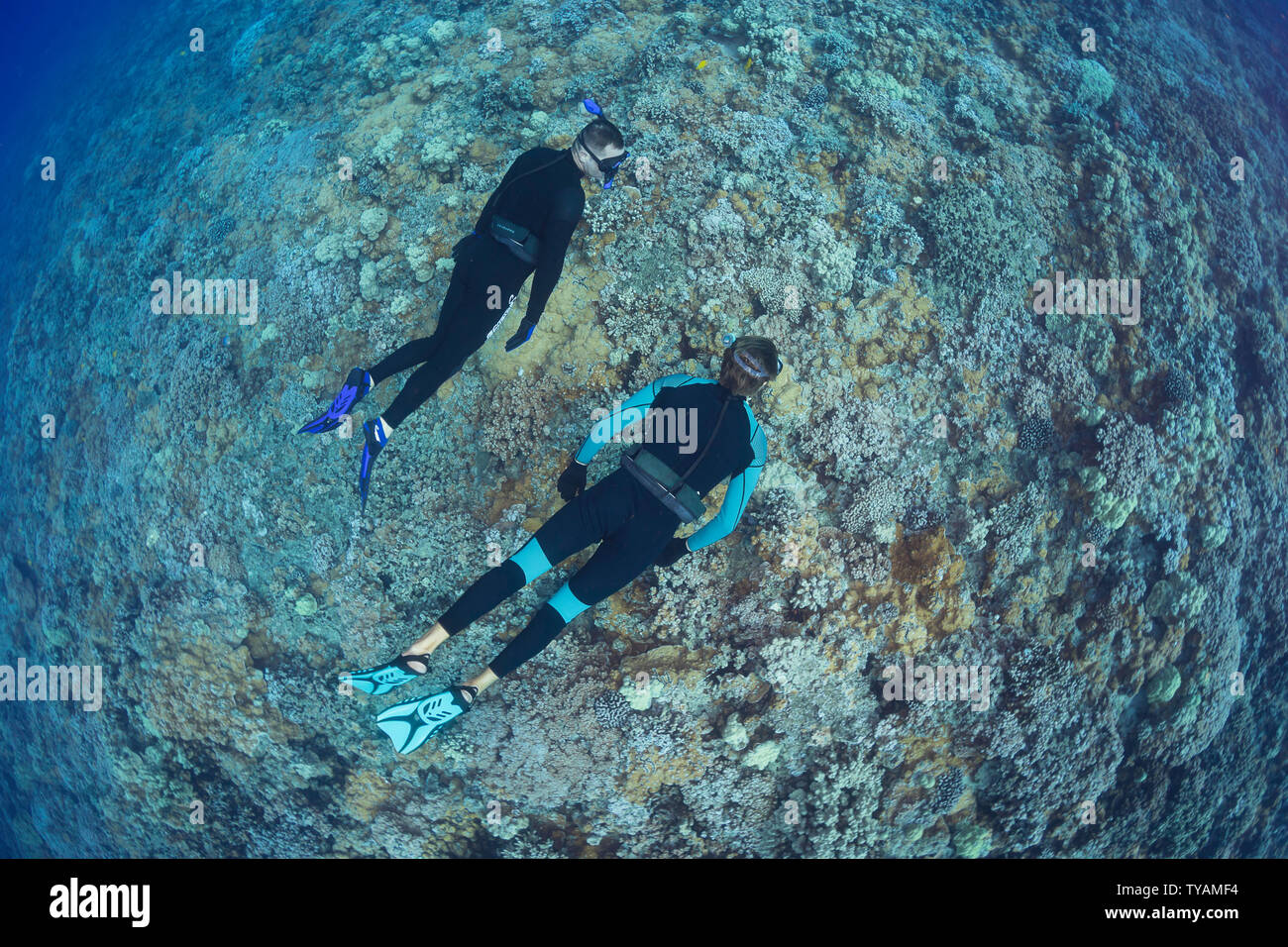 Due uomini (MR) diving libero su un disco di Hawaiian Coral reef, Hawaii. Foto Stock