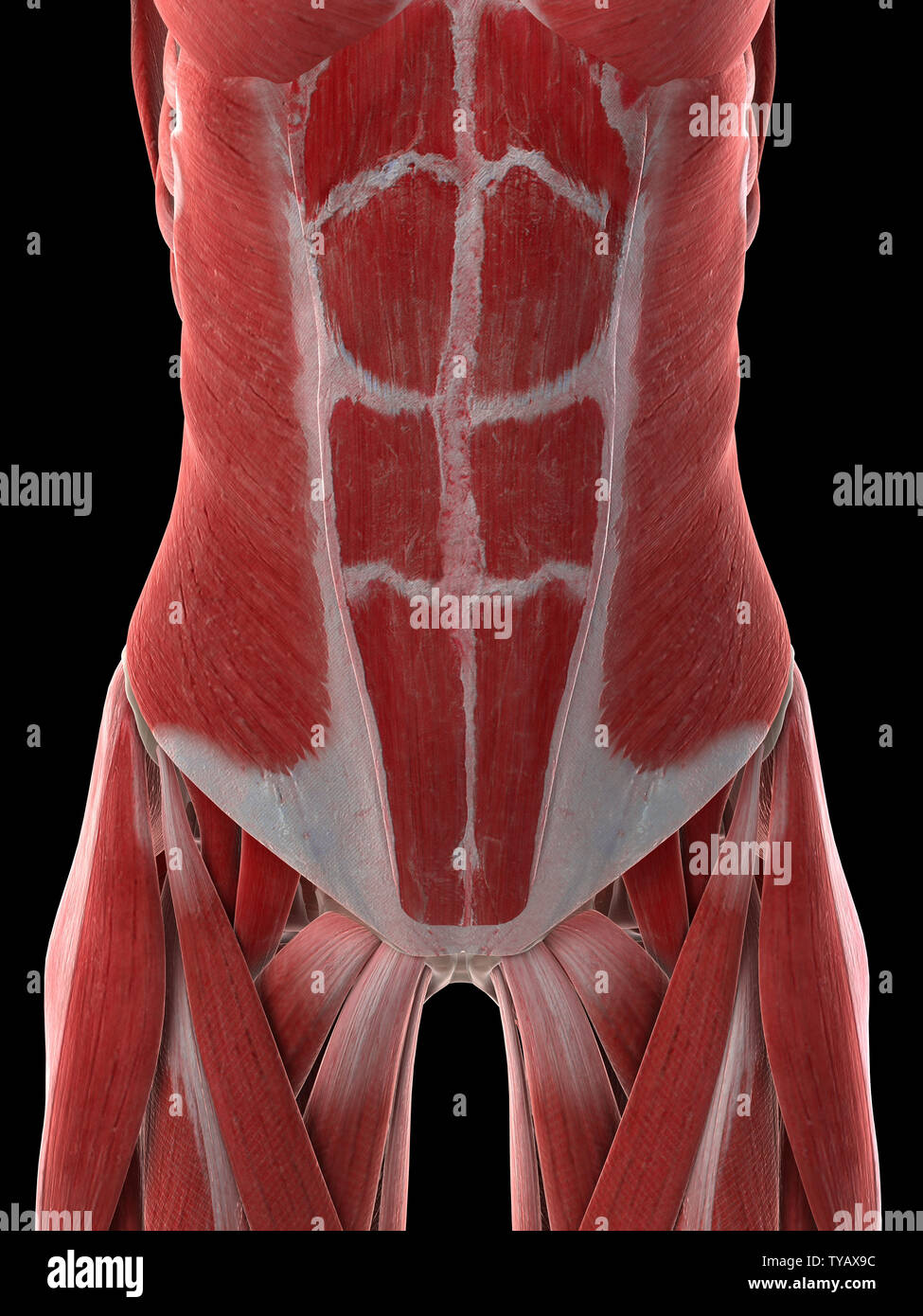 3D Rendering accurato dal punto di vista medico illustrazione di un femmine muscoli addominali Foto Stock
