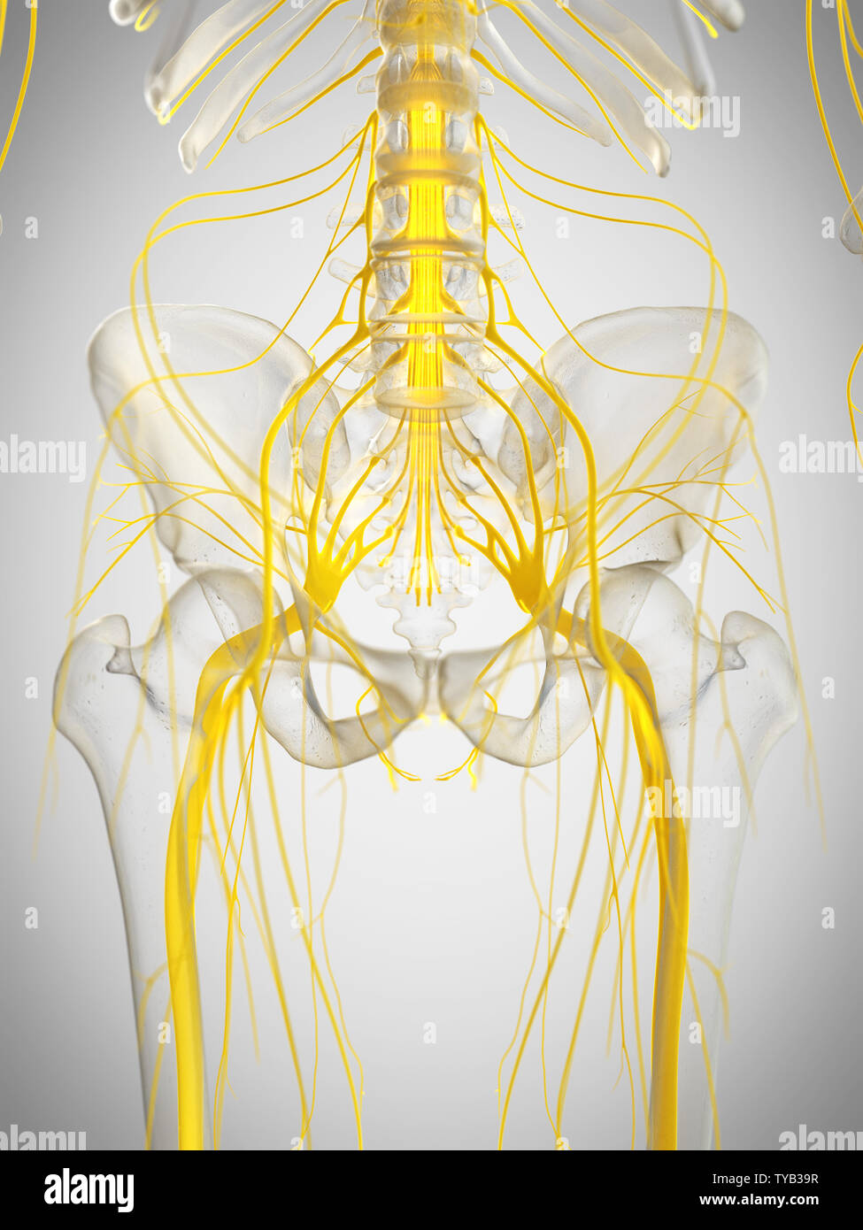 3D Rendering accurato dal punto di vista medico illustrazione del midollo spinale Foto Stock