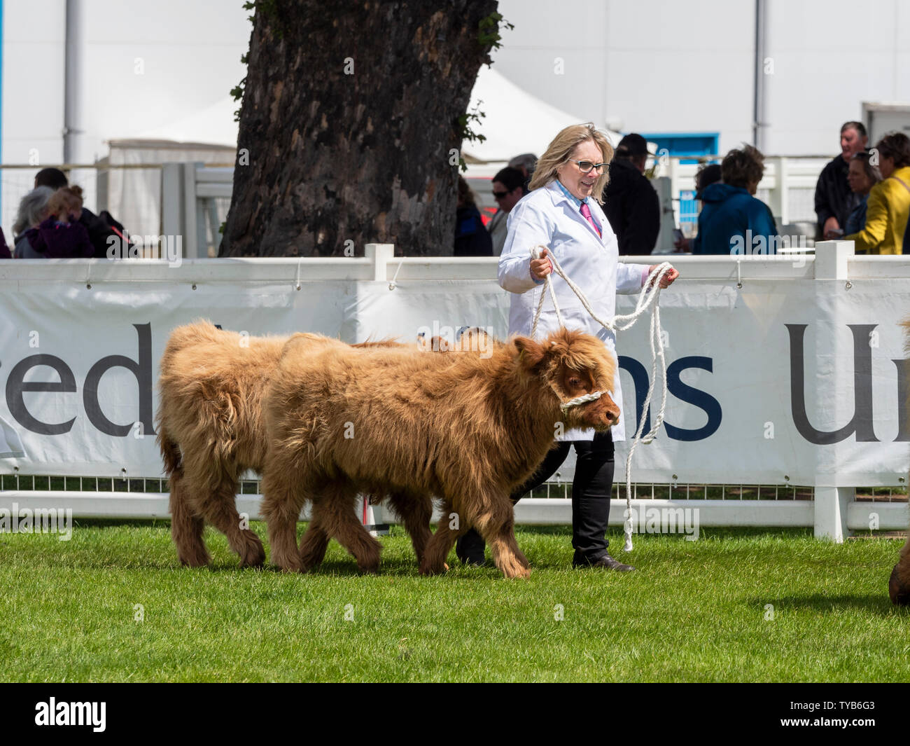 Bestiame al Royal Highland Show, Scozia, Regno Unito Foto Stock