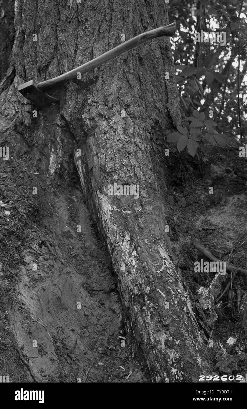 Fotografia di Armillaria root rot di una coppia di pino bianco, campo di applicazione e il contenuto: didascalia originale: Armillaria root rot di una matura pino bianco. Root coperto con mycelimn del fungo. Foto Stock