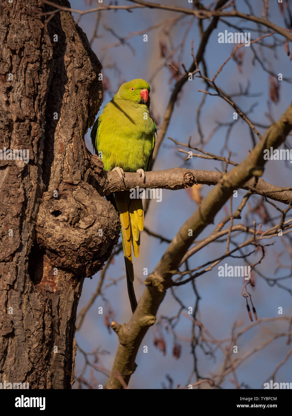 Una rosa-inanellati parrocchetto (Psittacula krameri) posatoi nei rami di Londra a Richmond Park in inverno Sun. Londra, Regno Unito. Foto Stock