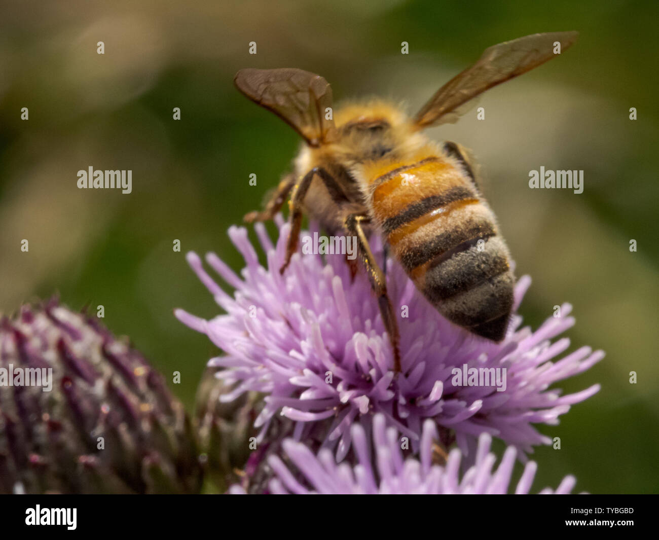 Un'ape impollinare a Thistle di Blackheath nel Royal Borough of Greenwich, London, Regno Unito Foto Stock