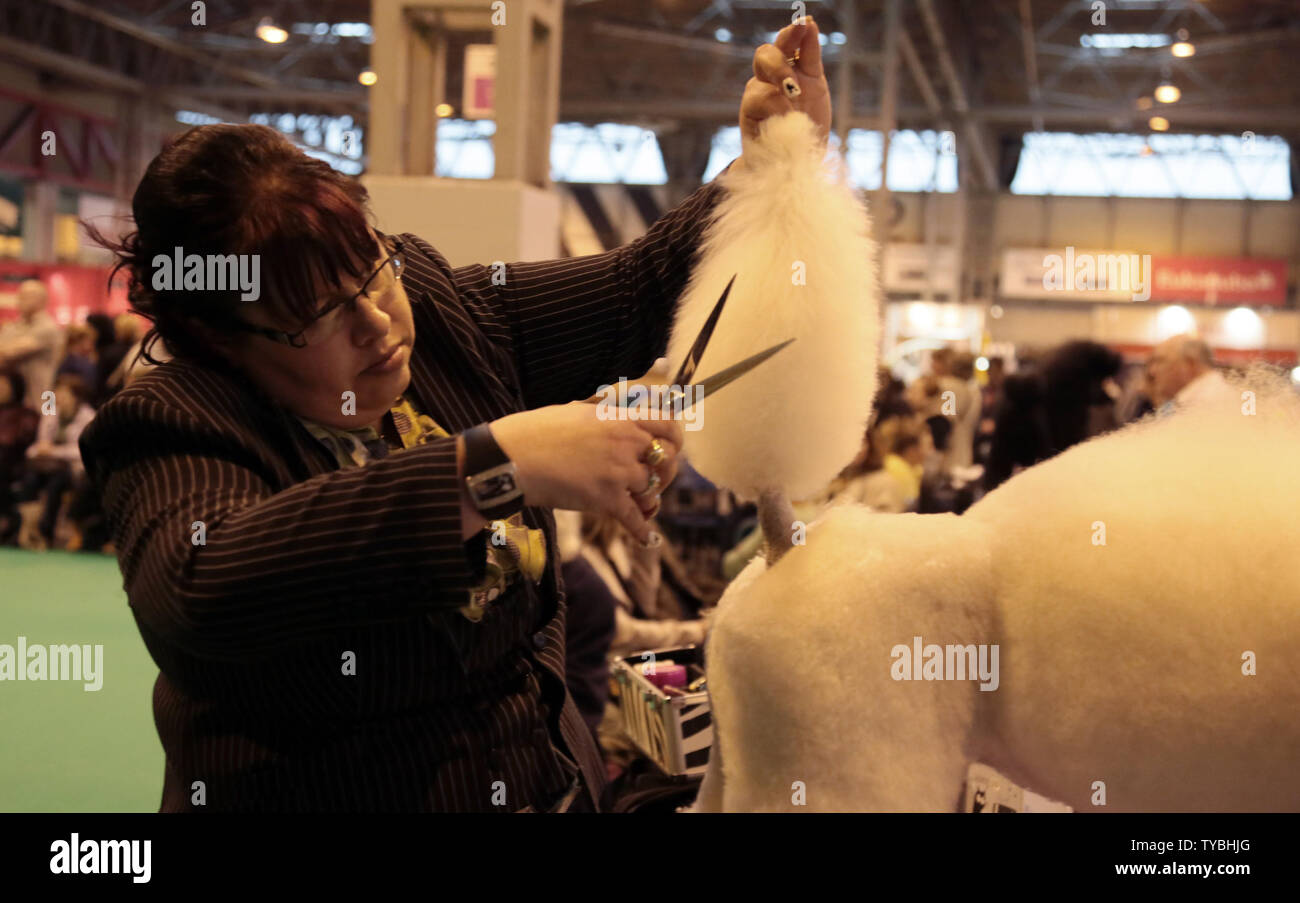 Un barboncino ottiene un final cut prima di giudicare al Crufts 2013 più grandi del mondo di Dog Show al NEC di Birmingham il 08 marzo 2013. Circa 28.000 cani entrerà per l'annuale manifestazione quattro giorni e dove la domenica sera un cane sarà incoronato Best in Show. UPI/Hugo Philpott Foto Stock