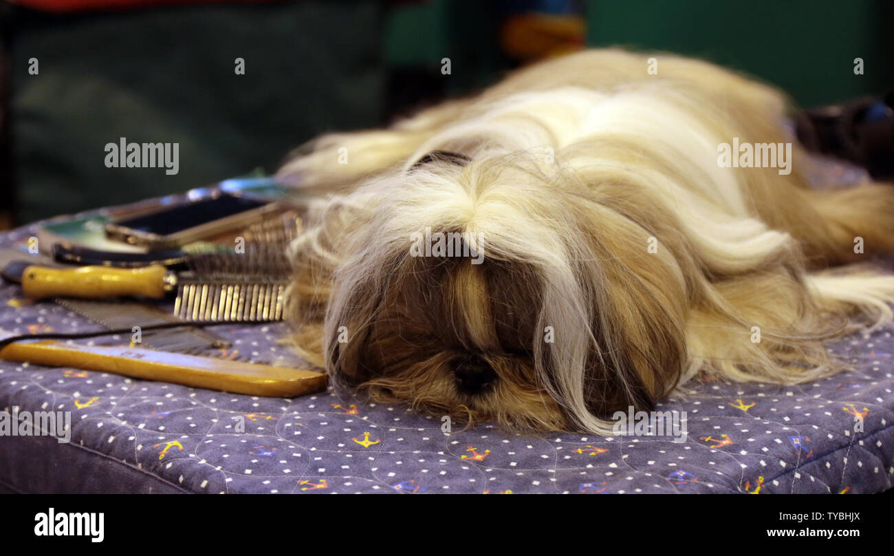 Un cane riposa dopo una lunga giornata al Crufts 2013 più grandi del mondo di Dog Show al NEC di Birmingham il 08 marzo 2013. Circa 28.000 cani entrerà per l'annuale manifestazione quattro giorni e dove la domenica sera un cane sarà incoronato Best in Show. UPI/Hugo Philpott Foto Stock