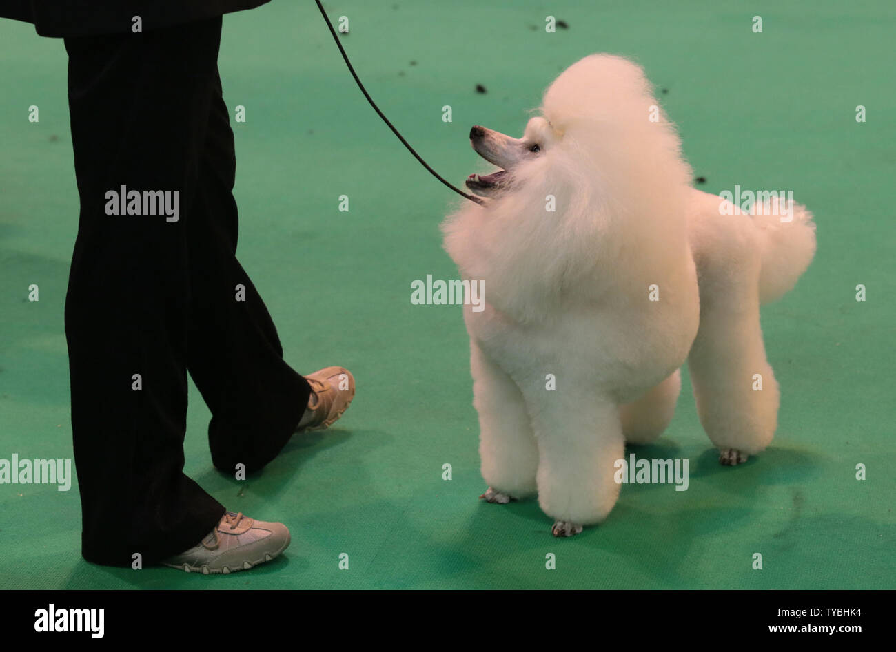 Un barboncino vi aspetta a giudicare al Crufts 2013, in tutto il mondo più grande dog show, nel NEC di Birmingham il 8 marzo 2013. Circa 28.000 cani entrerà per l'annuale manifestazione quattro giorni. Domenica sera un cane sarà incoronato Best in Show. UPI/Hugo Philpott Foto Stock