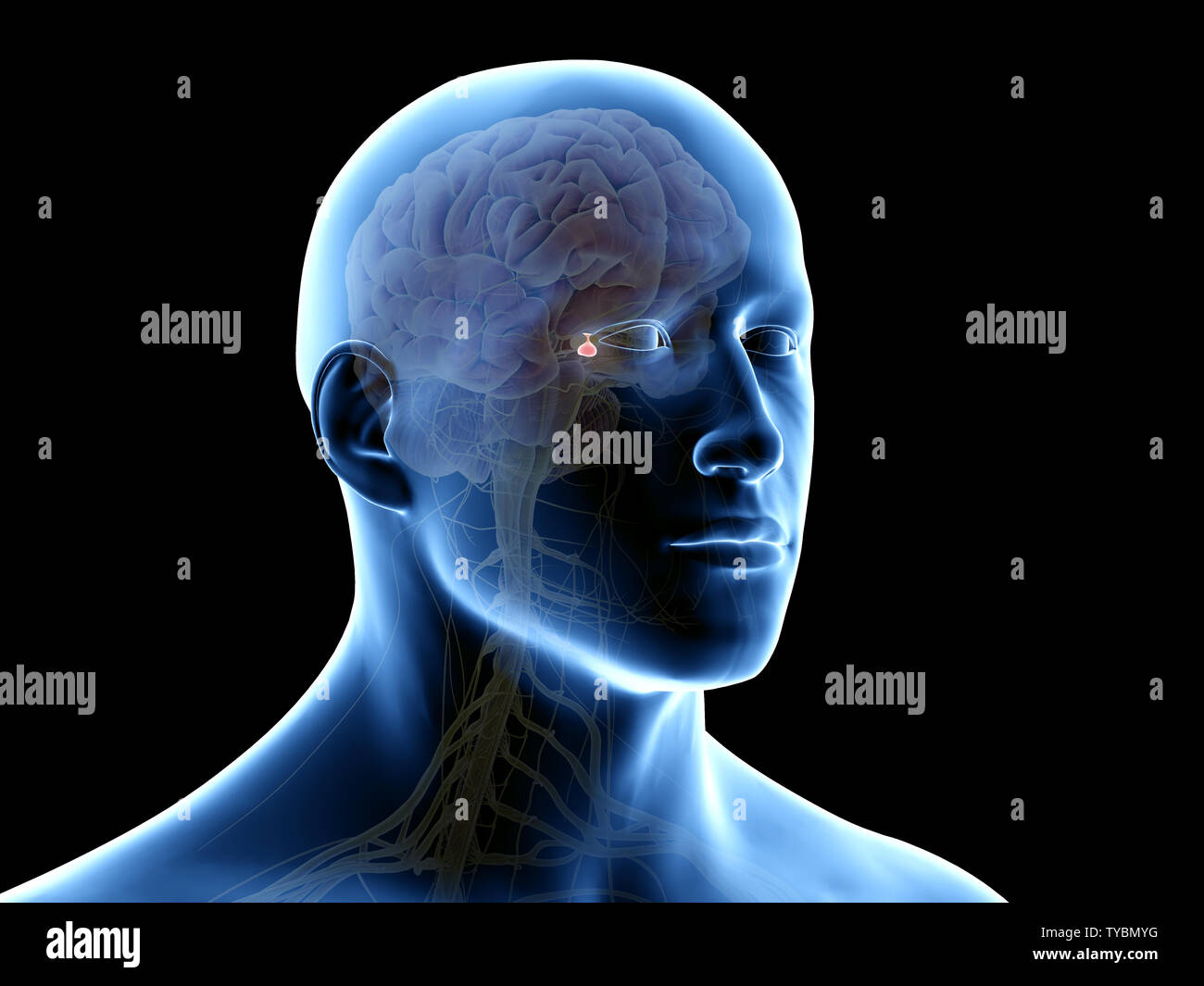 3D Rendering accurato dal punto di vista medico illustrazione della ghiandola pituitaria Foto Stock