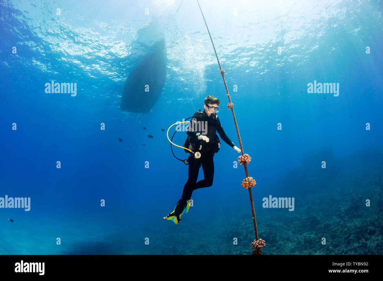Un subacqueo (MR) si sposta fino alla linea di ormeggio per iniziare la sua ascesa a 15 piedini per una sosta di decompressione prima di rifinitura, Hawaii. Foto Stock