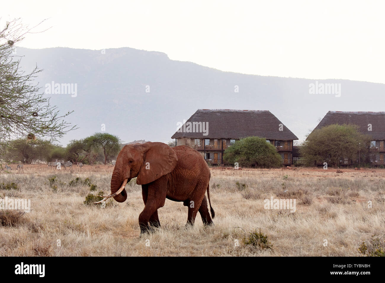 Vista di elefante e mandria di zebre in safari Africano con erba secca e gli alberi sulla savana, con lodge in background Foto Stock