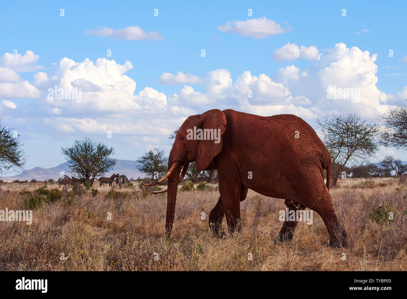 Una vista di un elefante a piedi con zanne e il tronco. Erba secca su safari Africano con alberi e la mandria di zebre in background, sotto drammatico blue sky wi Foto Stock