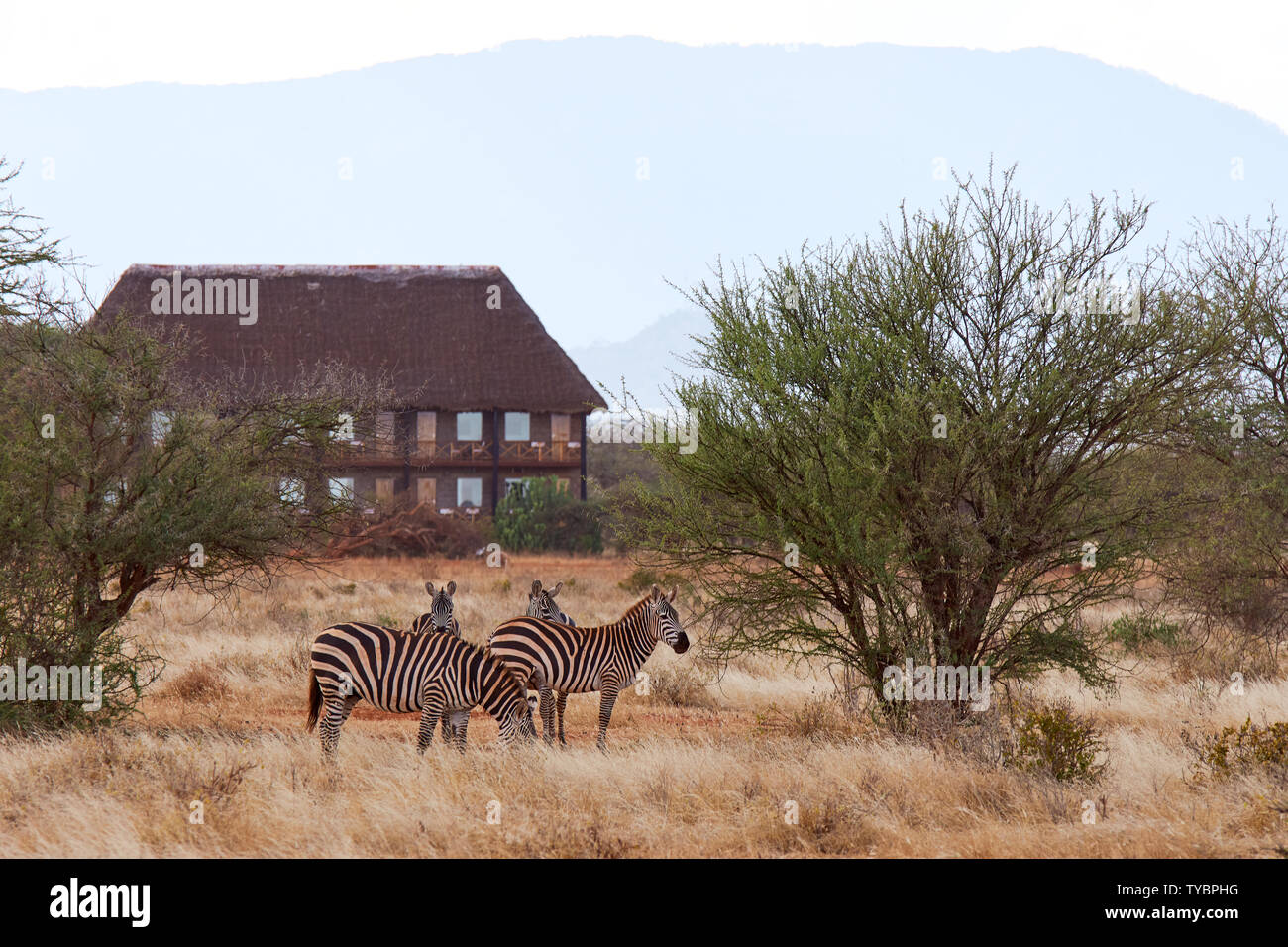 Vista della mandria di zebre in safari Africano con erba secca e gli alberi sulla savana, con lodge in background Foto Stock
