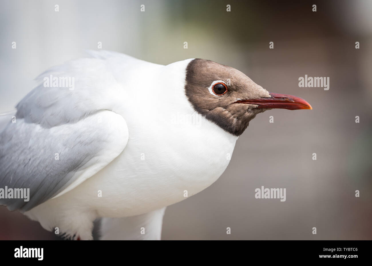 A testa nera (gabbiano Chroicocephalus ridibundus) con piumaggio estivo, raffigurato in Lymington, Hampshire, Regno Unito Foto Stock