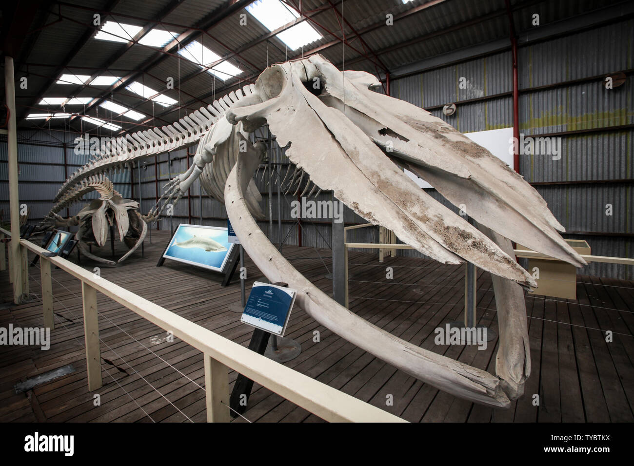 Scheletro di una balena blu al mondo di balena una storica stazione baleniera in Albany, Australia occidentale Foto Stock