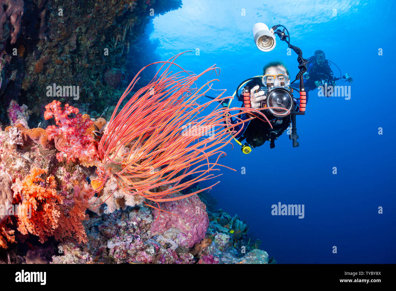 Due sommozzatori ripresa digitale SLR line up sul corallo a frusta su una barriera corallina indonesiana. I subacquei sono il modello rilasciato. Foto Stock