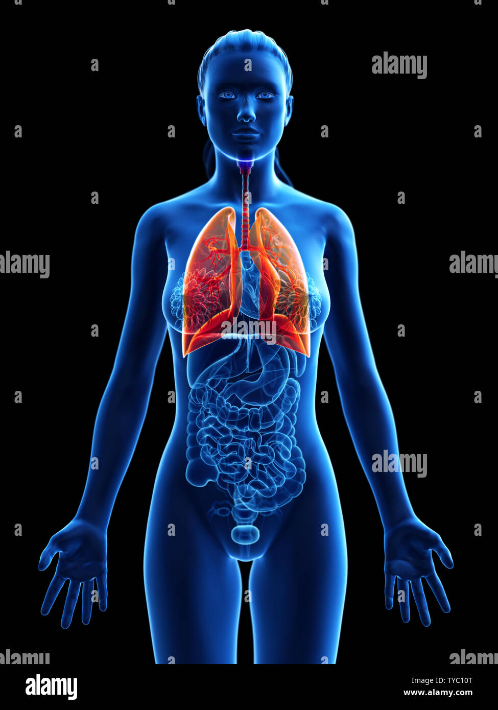 3D Rendering accurato dal punto di vista medico illustrazione di un polmone womans Foto Stock