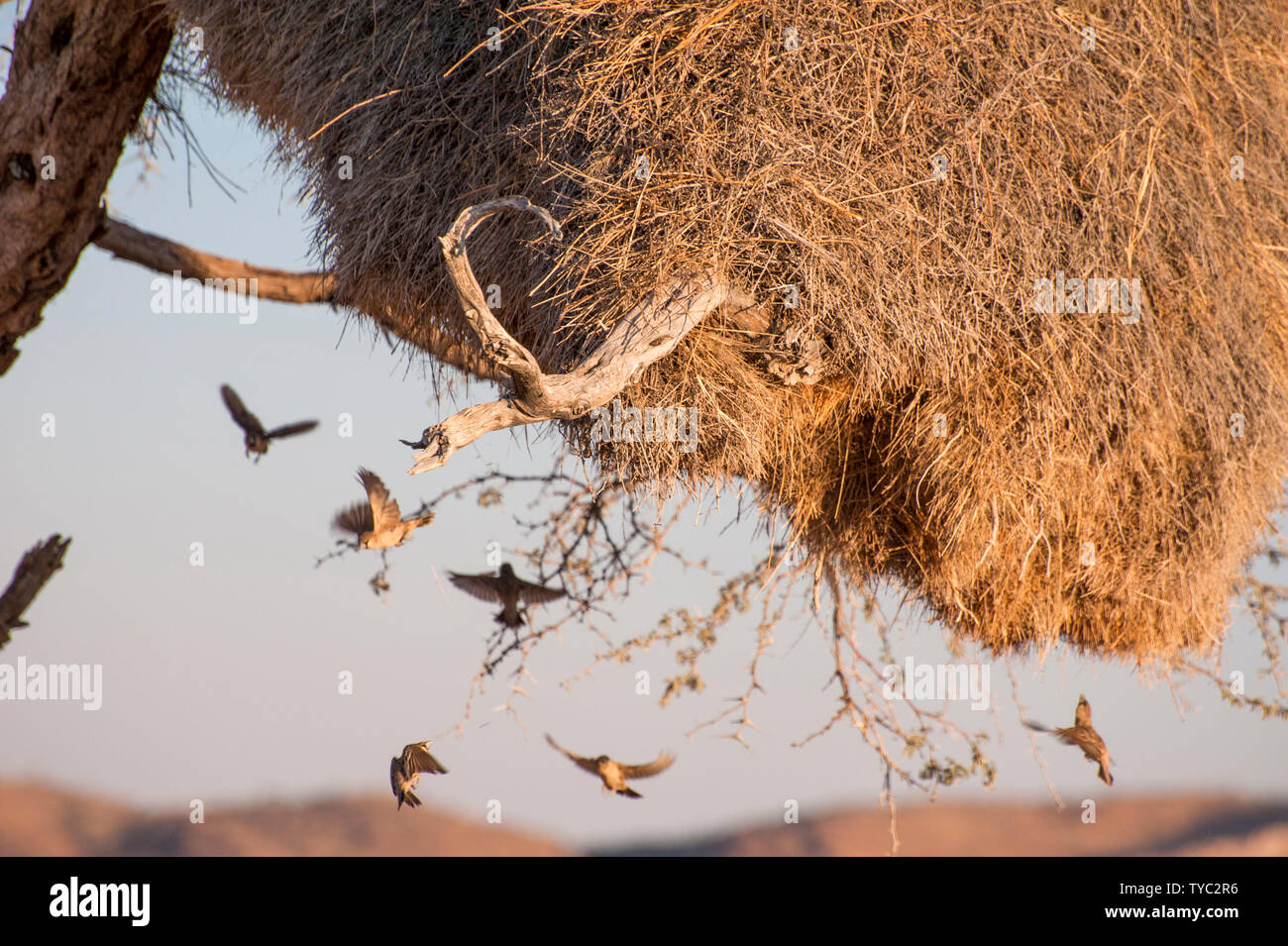 Socievole tessitori (Philetairus socius) presso il loro nido. Il socievole weaver costruisce grandi nidi comunali. Fino a 400 uccelli possono abitare un singolo nido, che Foto Stock