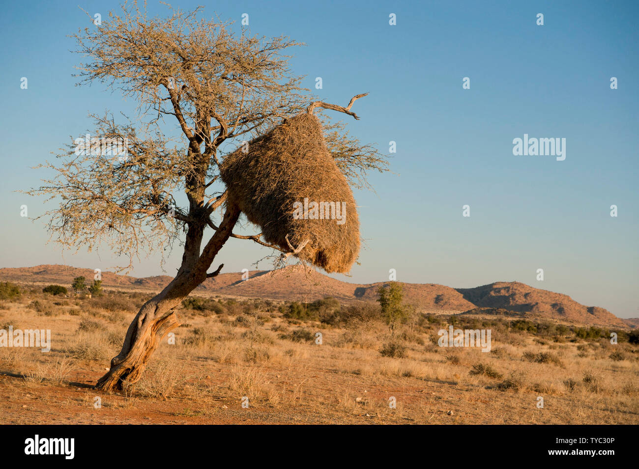 Socievole tessitori (Philetairus socius) presso il loro nido. Il socievole weaver costruisce grandi nidi comunali. Fino a 400 uccelli possono abitare un singolo nido, che Foto Stock