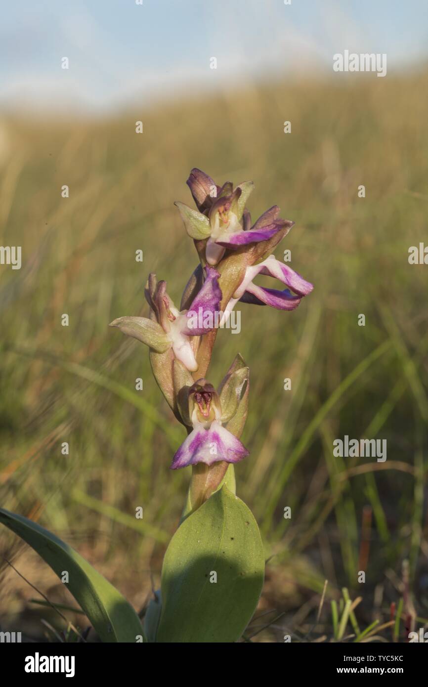 Infiorescenza, orchidea con fan-lipped Anacamptis collyina Foto Stock