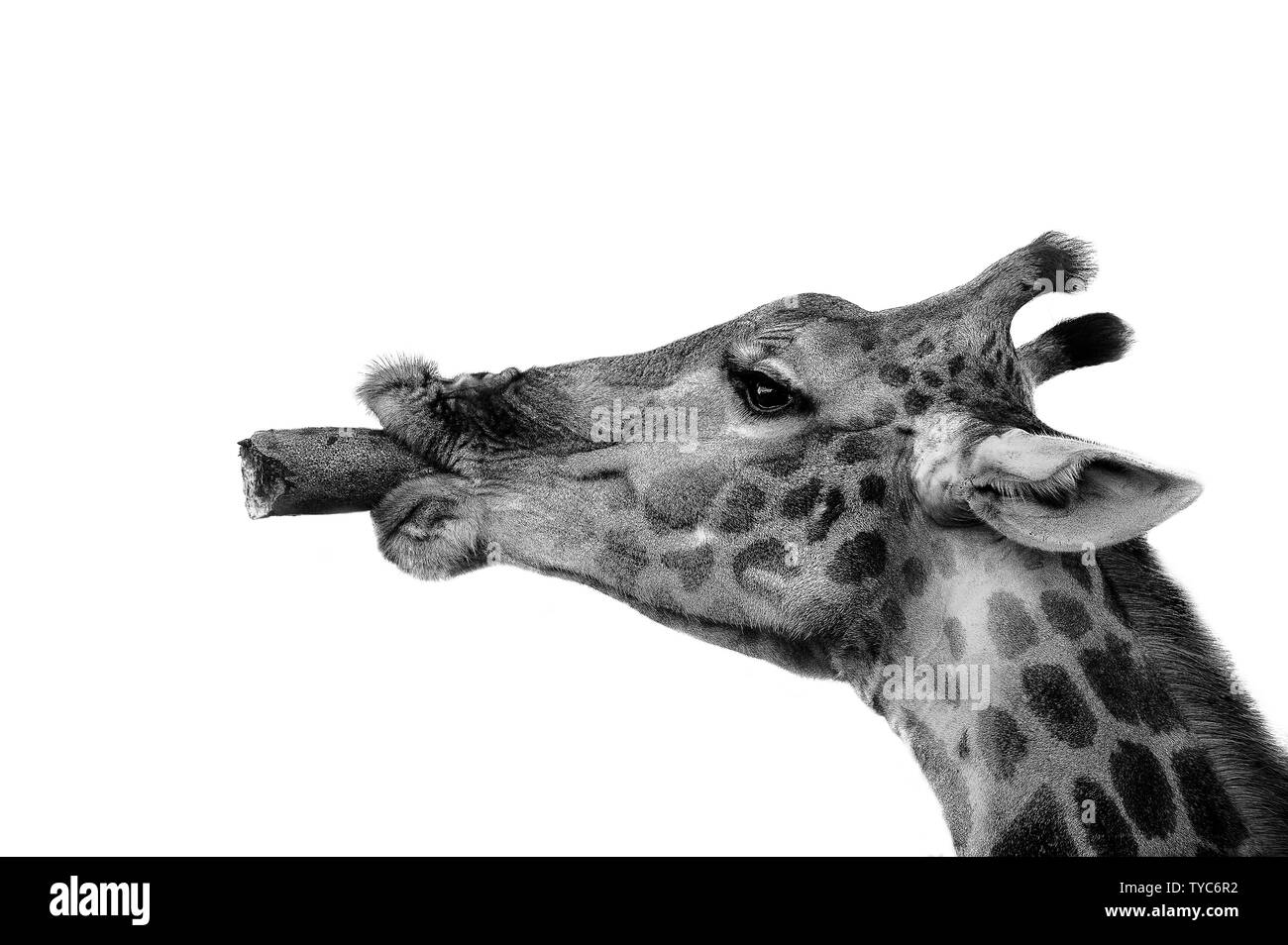 La giraffa & Frutta salsiccia Foto Stock