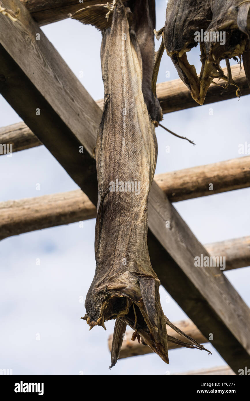 Corpi Cod essiccazione su un rack di legno al di fuori, nella preparazione dello stoccafisso un tradizionale metodo di conservazione del pesce, Isole Lofoten in Norvegia Foto Stock