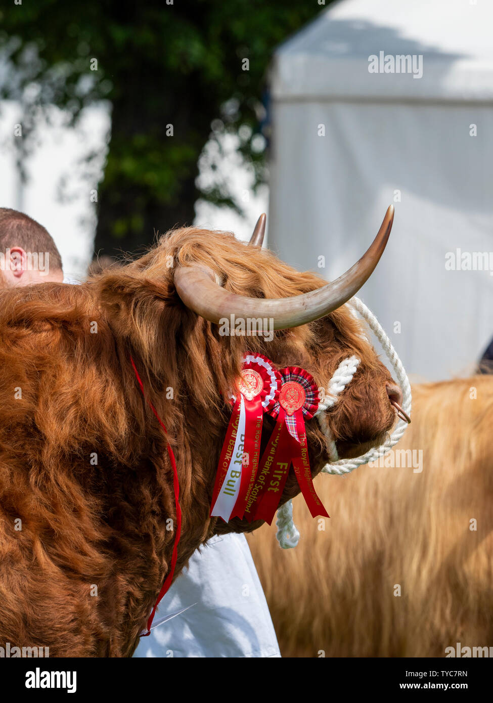 Bestiame delle Highland allo spettacolo Foto Stock