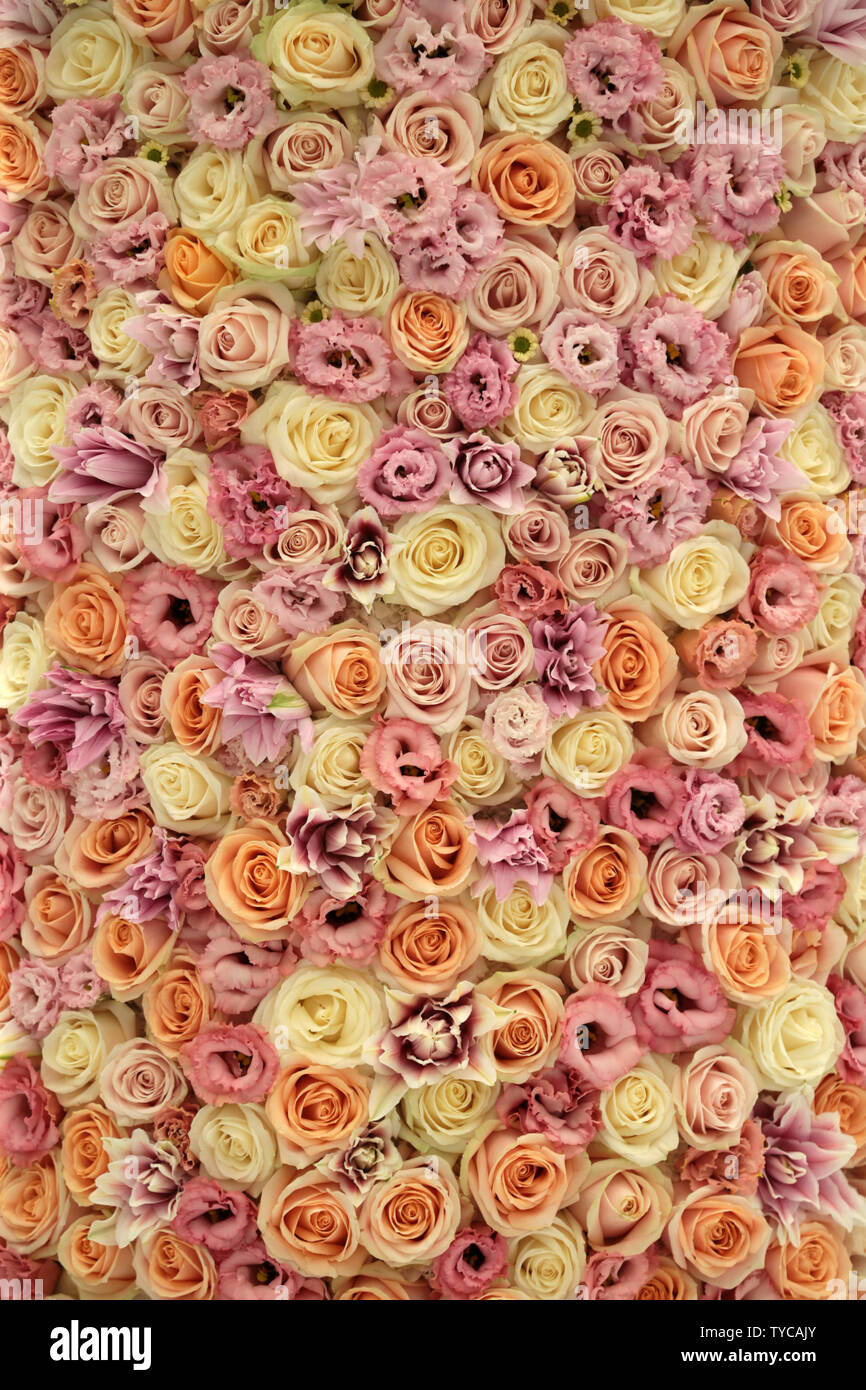 Un bellissimo display rose al Chelsea Flower Show di Londra il 21 maggio 2018. Foto di Hugo Philpott/UPI Foto Stock