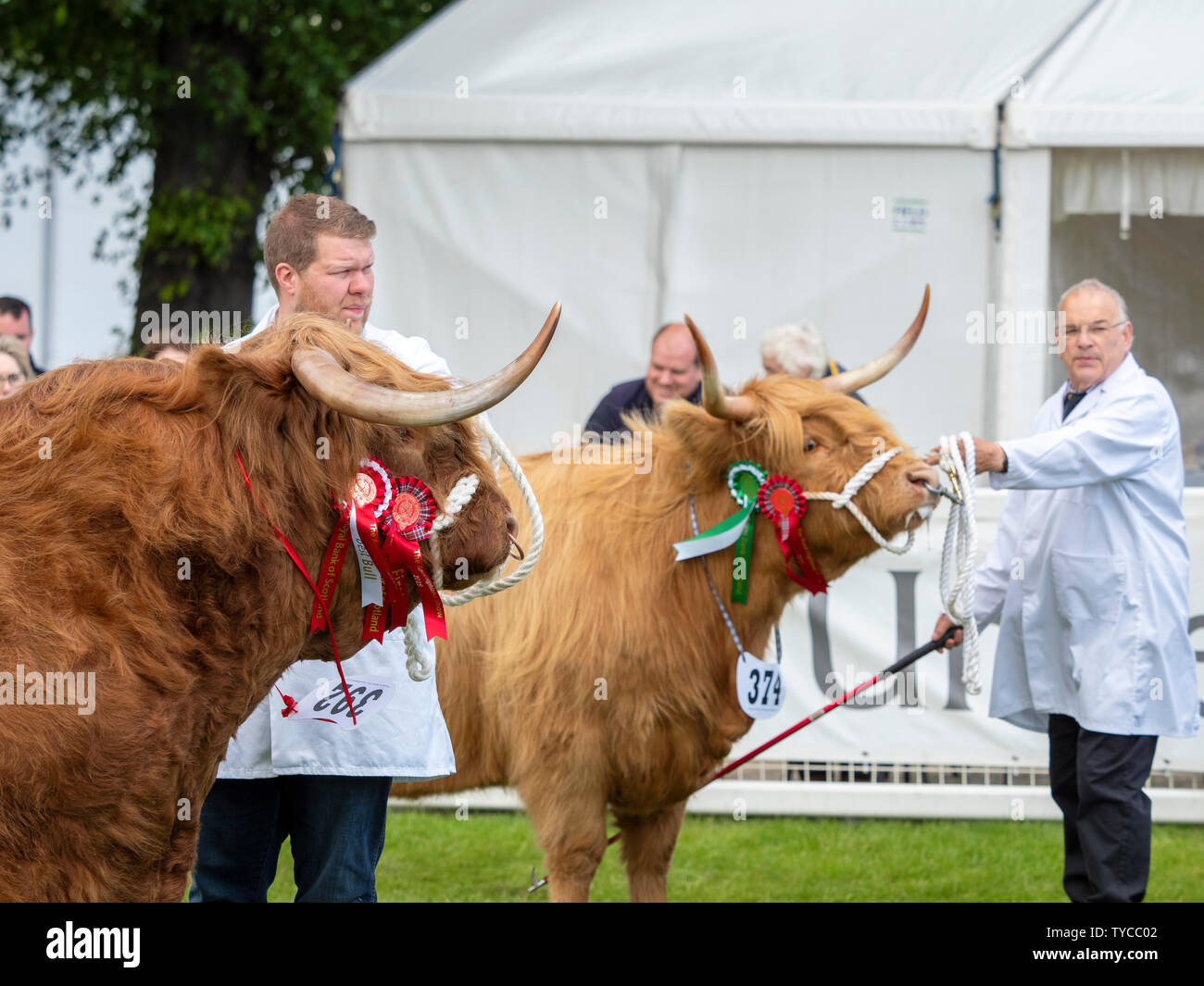 Bestiame delle Highland allo spettacolo Foto Stock