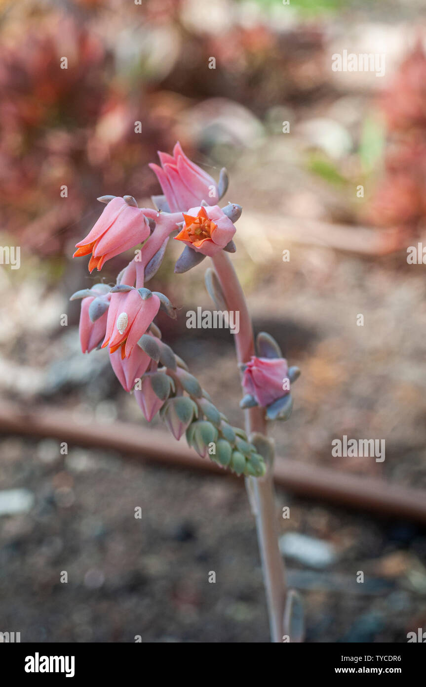 Echeveria Encantada è un impressionante succulenta fino a 8 pollici (20 cm), che la forma di rosette carnose, lanceolata foglie con un pupazzo di neve, bianco Foto Stock