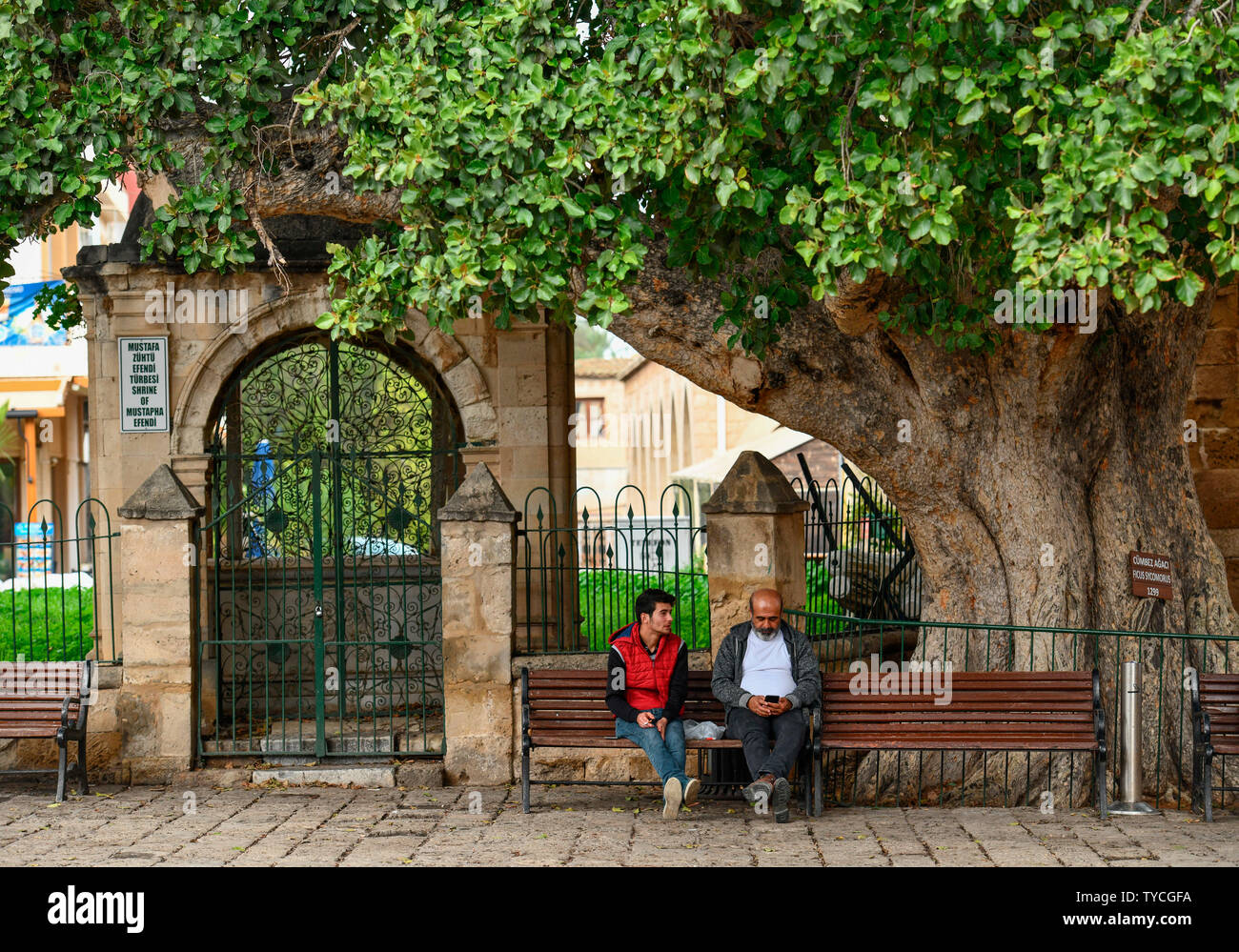 Maulbeer-Feige (Ficus sycomorus), Altstadt, Famagosta,Tuerkische Republik Nordzypern Foto Stock