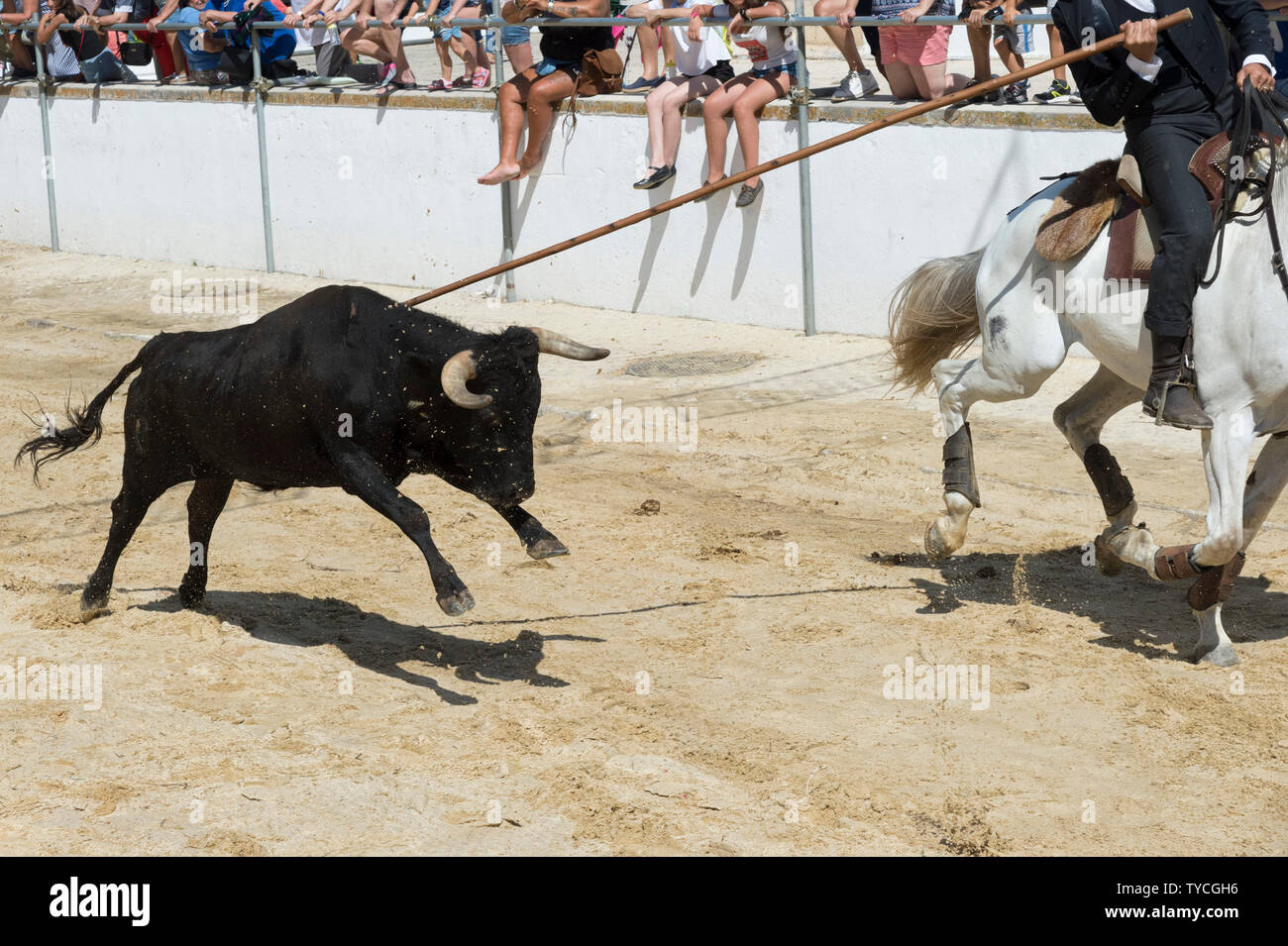 Tori selvaggi in esecuzione e guidato da cavalieri in strade, feste locali fare Barrete Verde e das Salinas, Alcochete, Provincia di Setubal, Portogallo Foto Stock