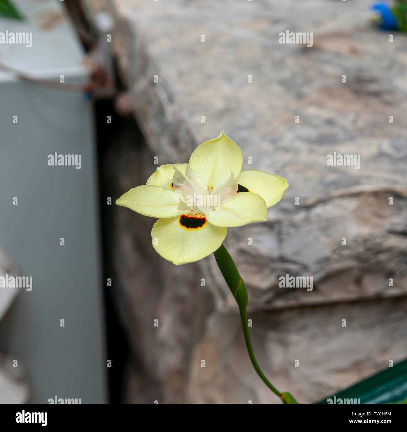 Dietes bicolor (variamente noti come iris africano o quindici giorni lily) è un intrico-formando rhizomatous pianta perenne con una lunga spada-come-pallido leav verde Foto Stock