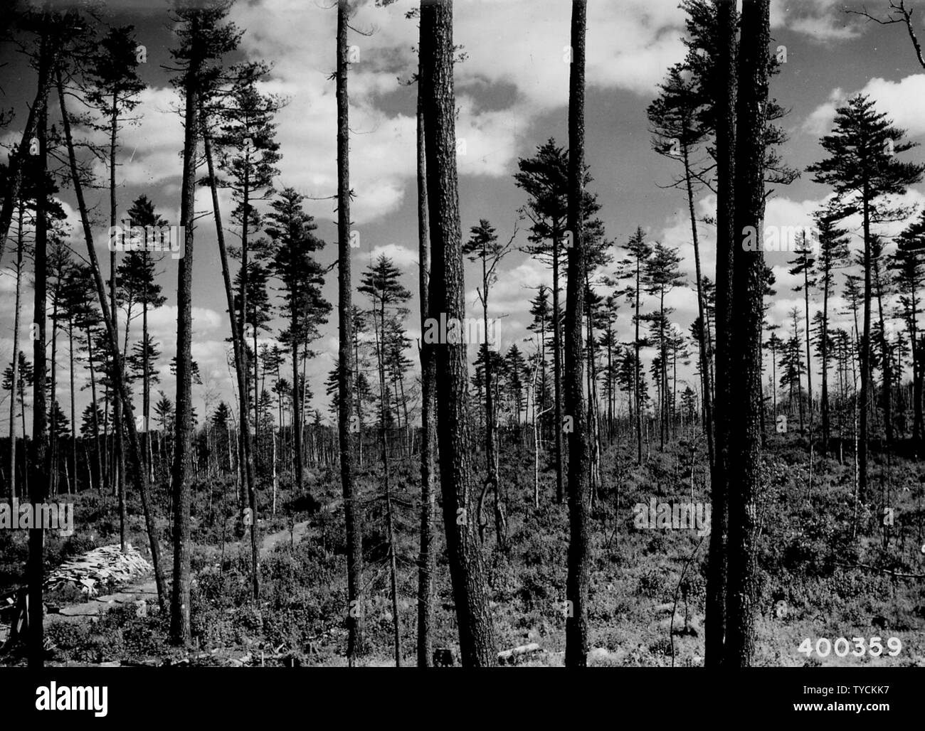 Fotografia della coppia di stand di pino bianco dopo la registrazione, campo di applicazione e il contenuto: didascalia originale: Coppia di stand di pino bianco dopo la registrazione. Il supervisore della vendita di F.J. Kusnierek di Duluth. Una media di 16 alberi di sementi sono state lasciate per acro. Foto Stock