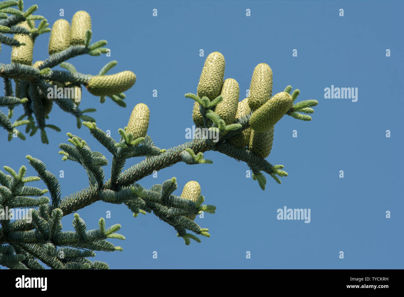 Nordmann abete, hohenlohe regione, Baden-Wuerttemberg, Heilbronn-Franconia, Germania (Abies nordmanniana) Foto Stock