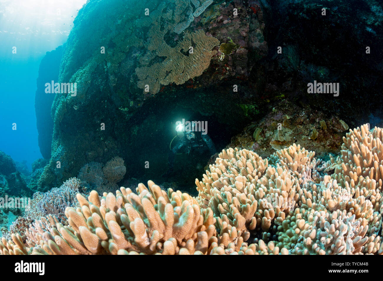 Come subacquei (MR) uscire a lave tubo dall'isola di Lanai, incontrano un fondo coperto con un panno morbido octocoral, Sinularia abrupta, Hawaii. Foto Stock