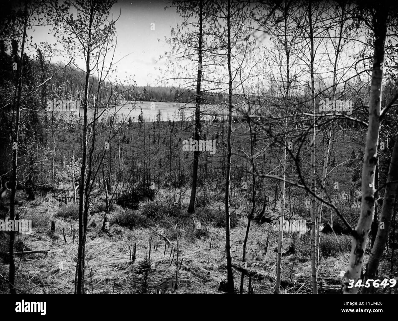 Fotografia di McKinley lago; la portata e il contenuto: didascalia originale: McKinley lago dal punto E guardando a sud-est, che mostra il punto più largo di inizio flowage a tre Johns Lago. Questo flowage è piuttosto stretto ed è fiancheggiato con altopiano sul quale il tipo di copertura è bianco e betulla aspen alberelli intermediato con m. Foto Stock