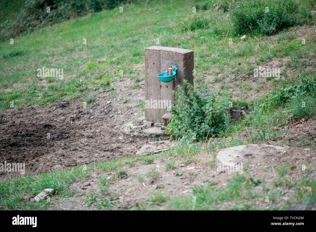 Abrevoir per vacche, Velbert, Renania settentrionale-Vestfalia, Germania, Europa Foto Stock