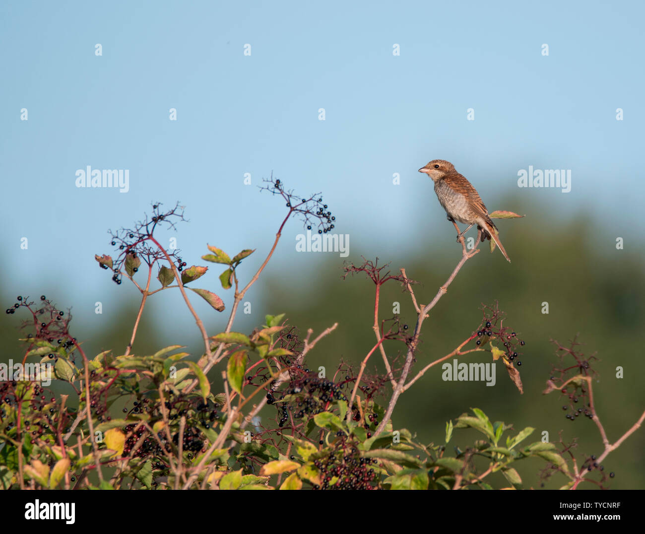 I capretti red-backed shrike, Western Pomerania Area Laguna National Park, Fischland-Darss-Zingst, Germania (Lanius collurio) (Sambucus nigra) Foto Stock