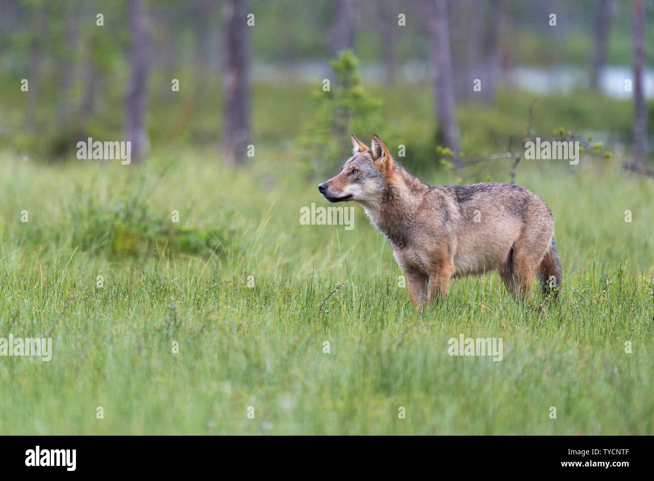 Lupo, Carelia, Finlandia, Canis lupus Foto Stock
