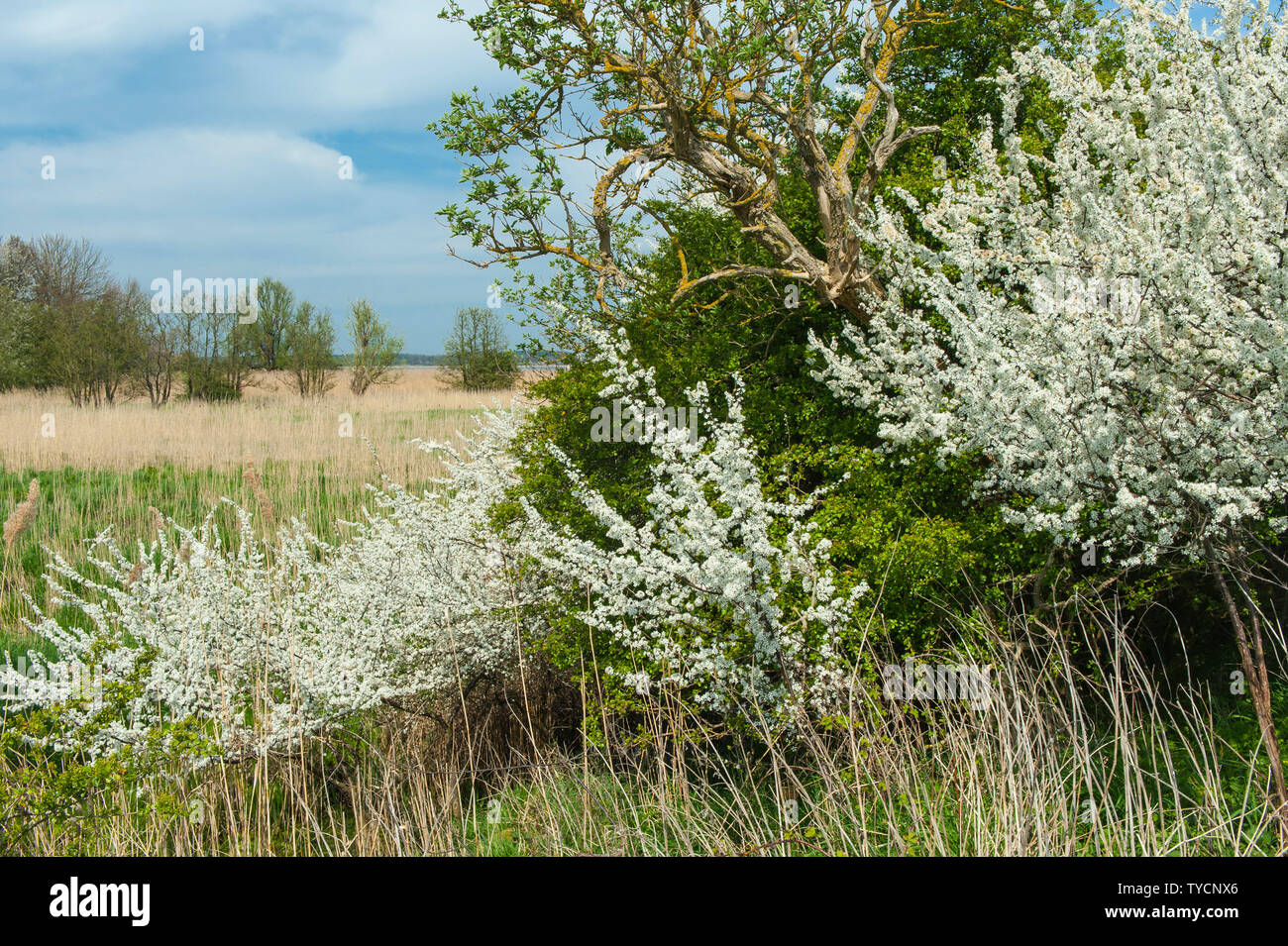 Prugnolo siepe, Mecklenburg Western-Pomerania, Germania, Prunus spinosa Foto Stock