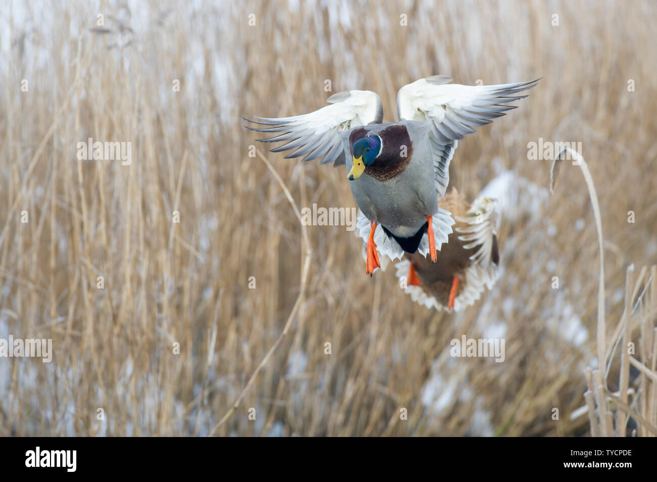 Il Germano Reale, drake, Bassa Sassonia, Germania, Anas platyrhynchos Foto Stock