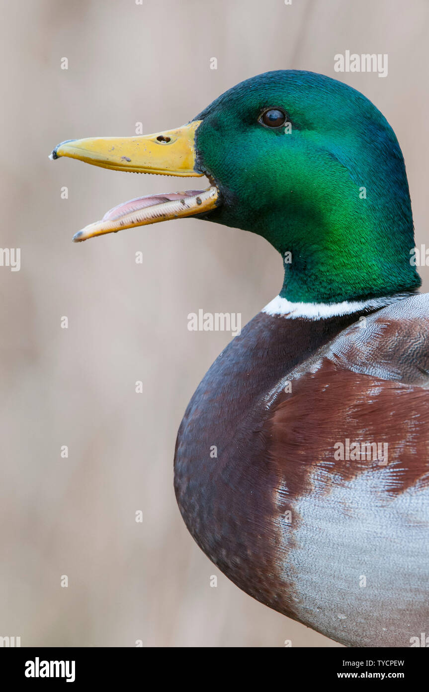 Il Germano Reale, drake, Bassa Sassonia, Germania, Anas platyrhynchos Foto Stock