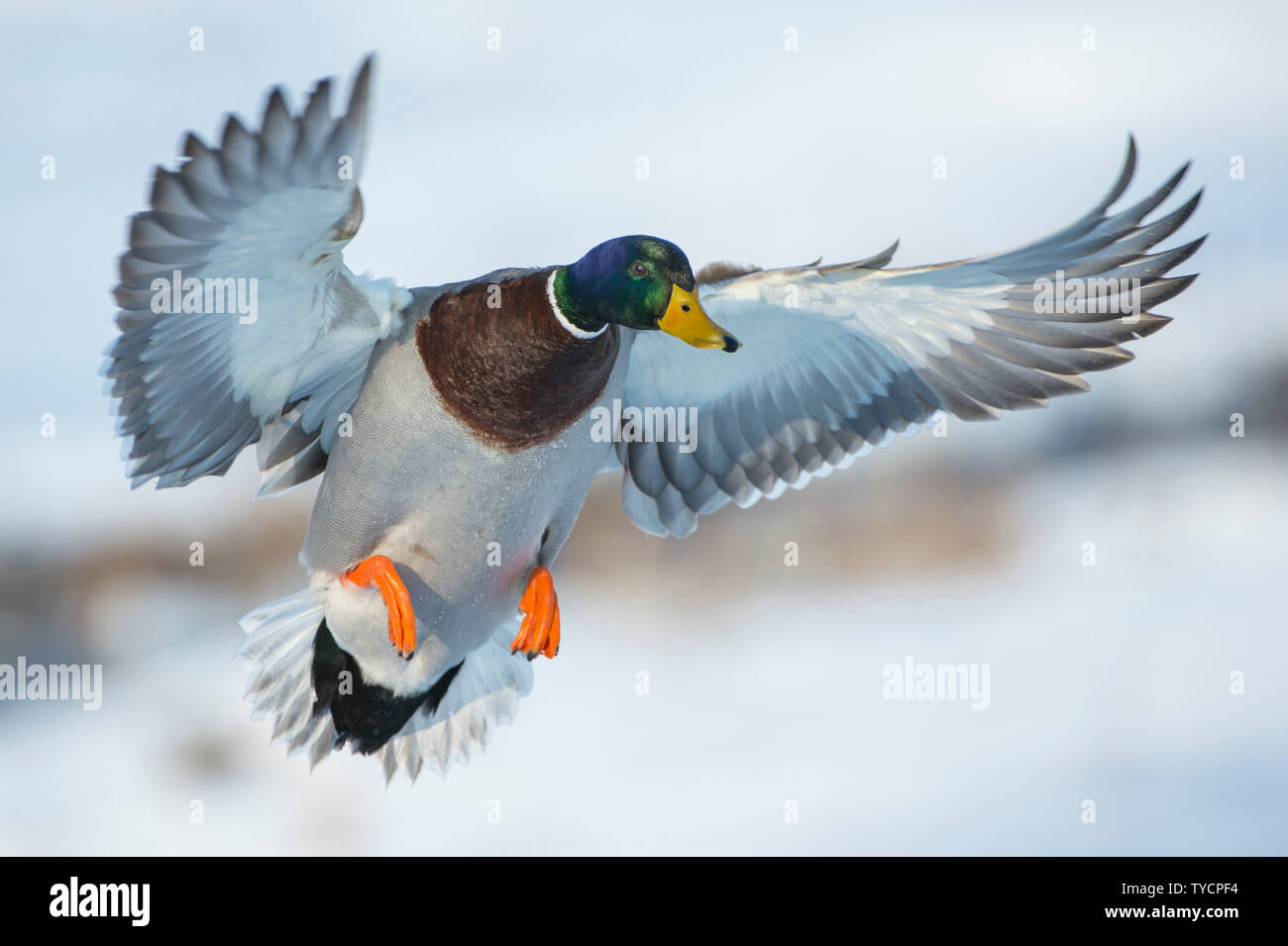 Il Germano Reale, drake, Bassa Sassonia, Germania, Anas platyrhynchos Foto Stock