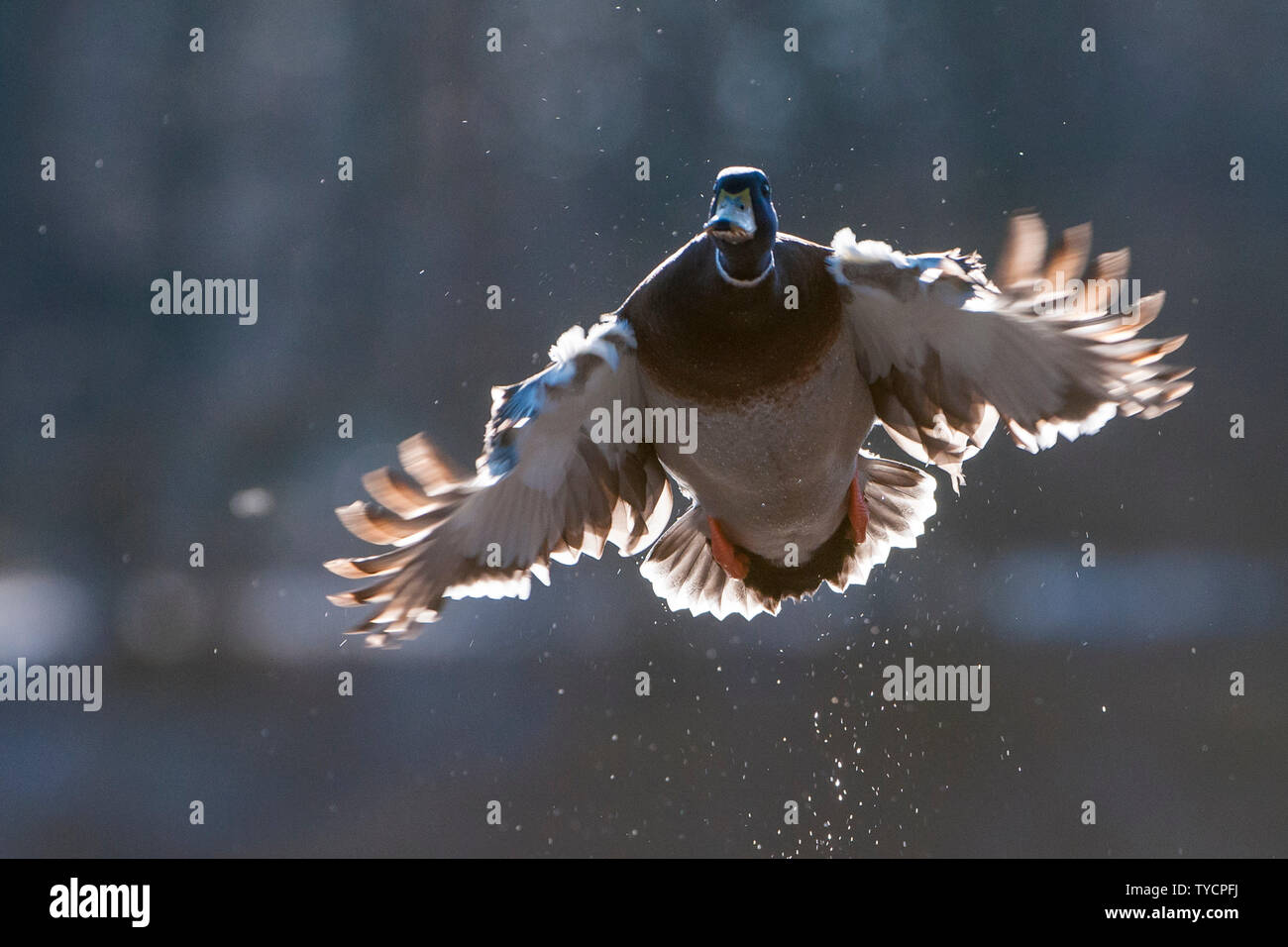 Il Germano Reale, drake, Bassa Sassonia, Germania, Anas platyrhynchos Foto Stock