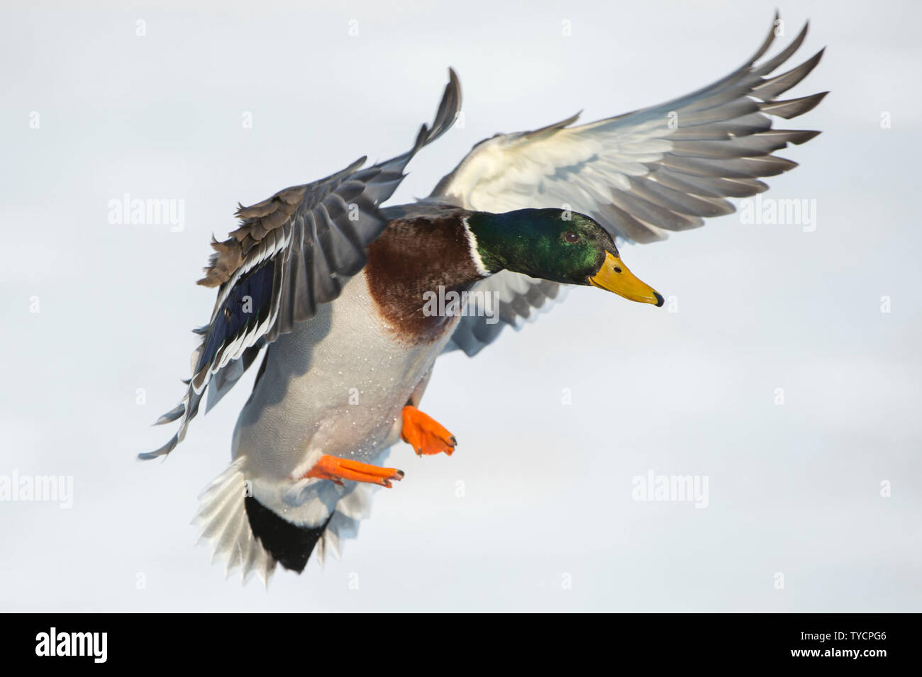 Il Germano Reale, drake, Bassa Sassonia, Germania, Anas platyrhynchos Foto Stock