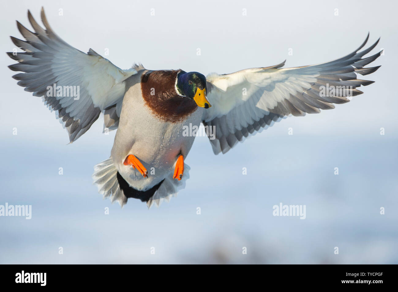 Il Germano Reale, drake, Bassa Sassonia, Germania, Anas platyrhynchos Foto Stock